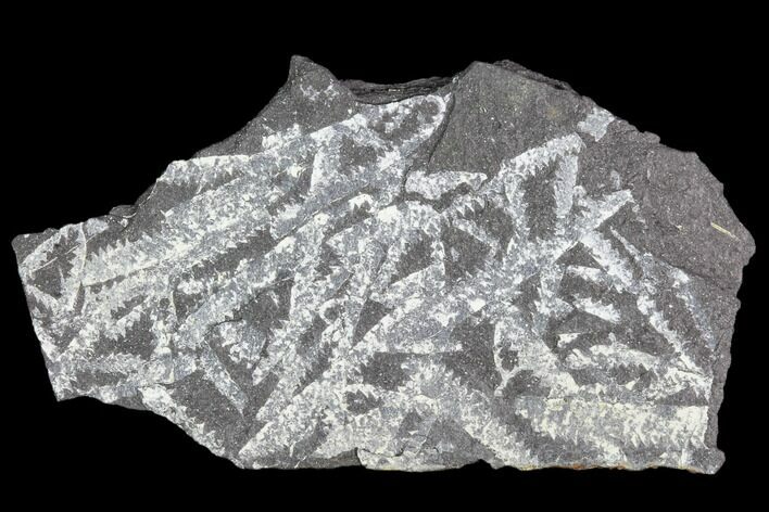 Fossil Graptolite Cluster (Didymograptus) - Great Britain #103422